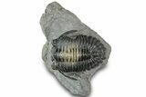 Multi-Tone Hollardops Trilobite Fossil - Ofaten, Morocco #311125-3